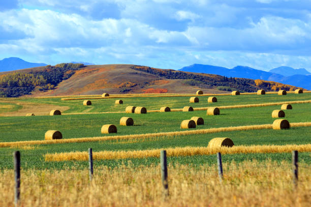 istock Rolled Hay Agricultural Landscape Cowboy Trail Alberta 1391823452