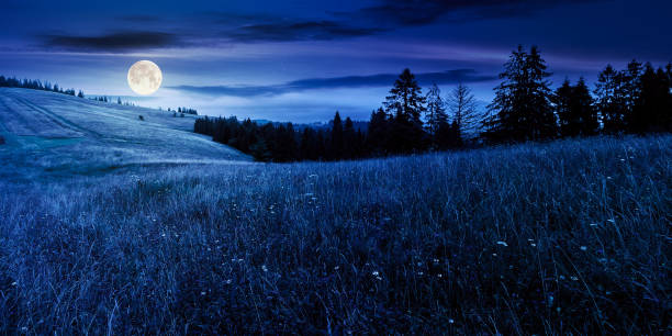 istock coniferous forest on the grassy hill at night 1391824571