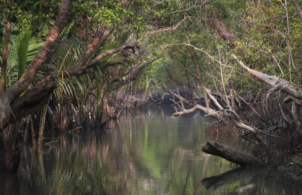 istock A canal in Sundarbans. 1391824586