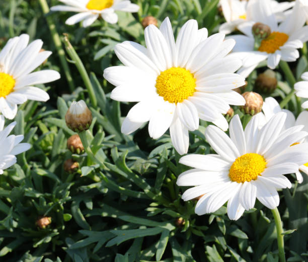 istock many white daisies with big petals 1391825665