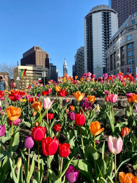istock Tulip Blooms in Philadelphia 1391826754