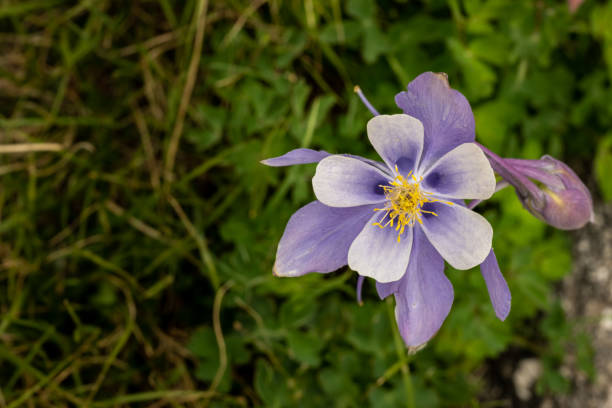 istock Purple and White Columbine With Copy Space to Left 1391827746