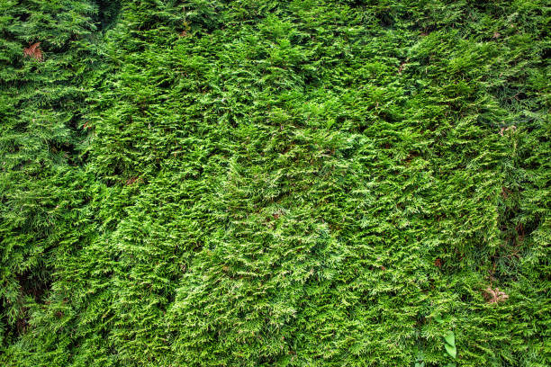 istock A texture of a green hedgerow. 1391828510