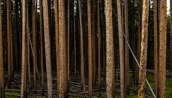 Tall Pine Tree Trunks Fade Into Shadows of the Forest in Yellowstone National Park
