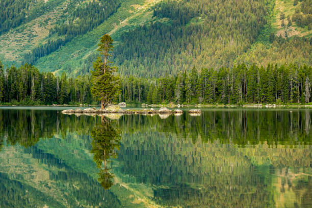 istock Tree on Rocky Island Reflects in Leigh Lake 1391829272