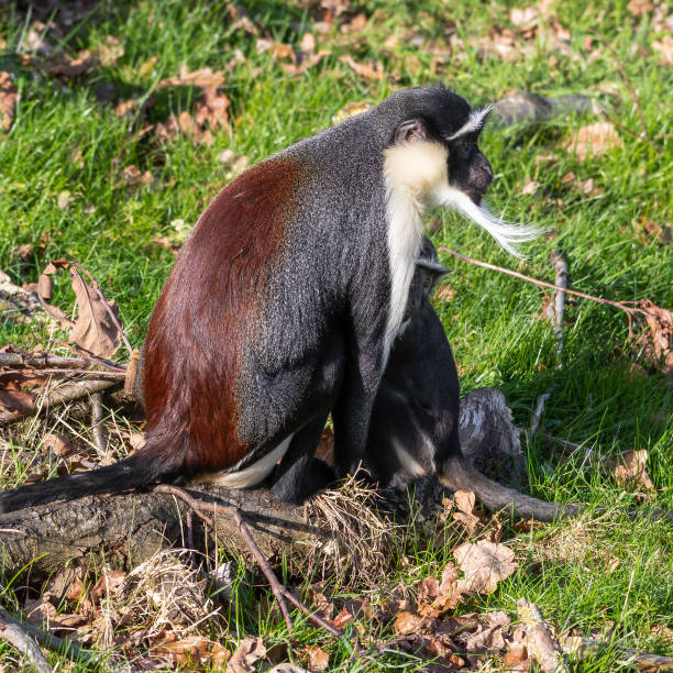 istock Roloway Monkey and Baby 1391833910