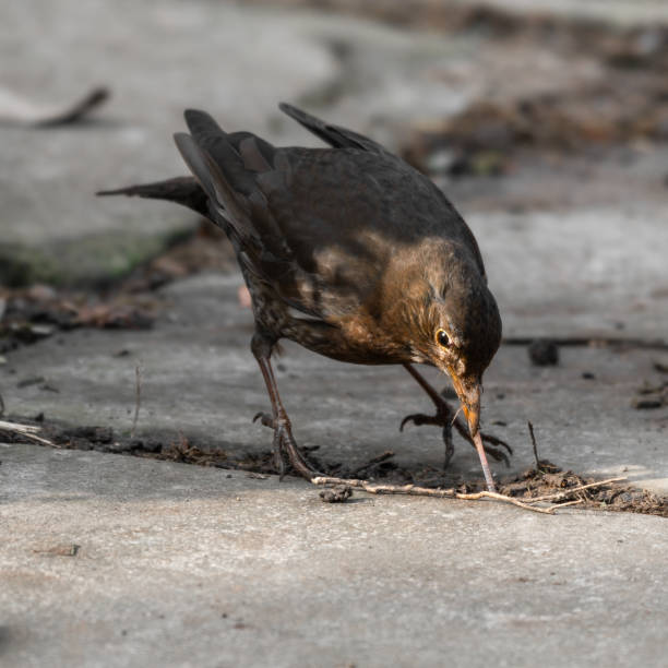 istock Female Blackbird with a Worm 1391834735