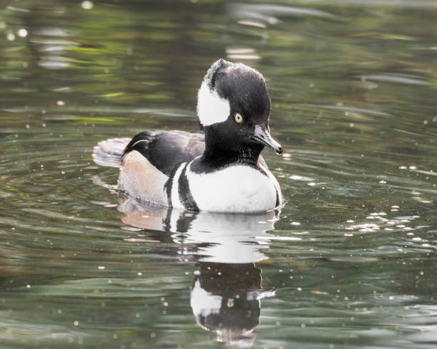 istock Male Hooded Mergenser 1391834737