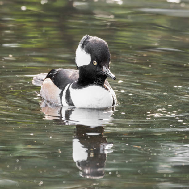 istock Male Hooded Mergenser 1391834742