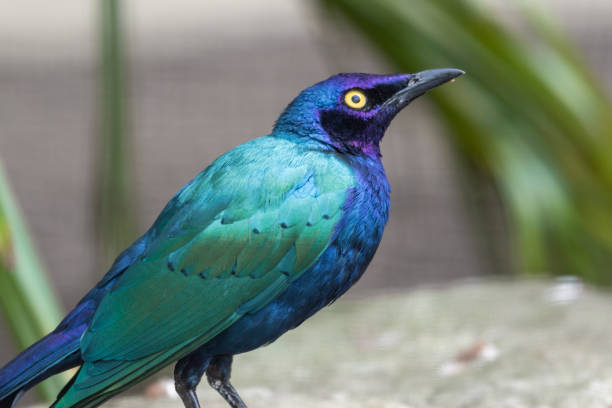 istock Purple Glossy Starling 1391834840