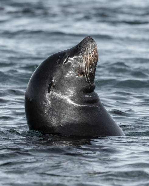 istock Californian Seal animal 1391835746