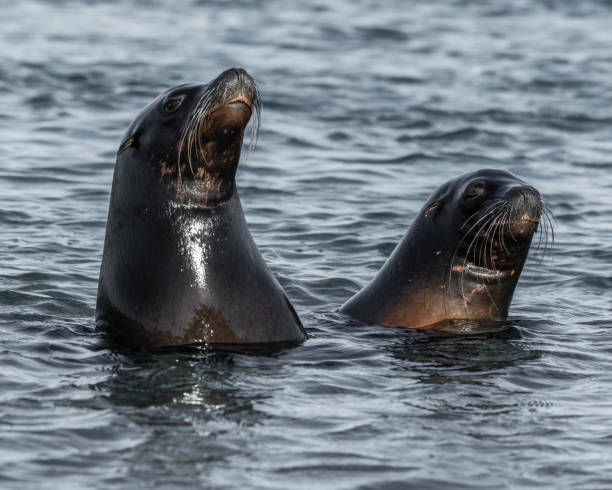 istock Californian Seal animal 1391835763
