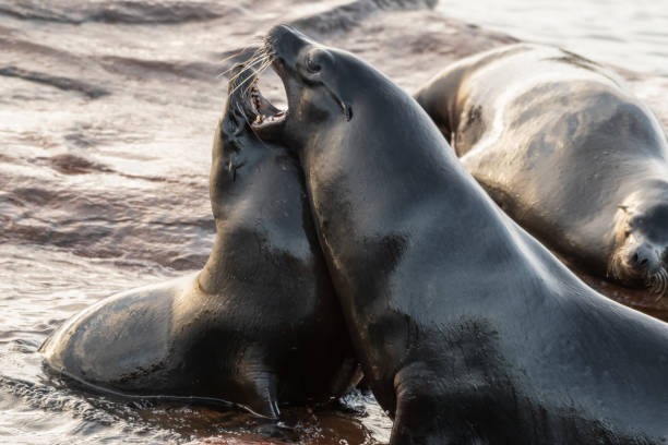 istock Californian Seal animal 1391835782