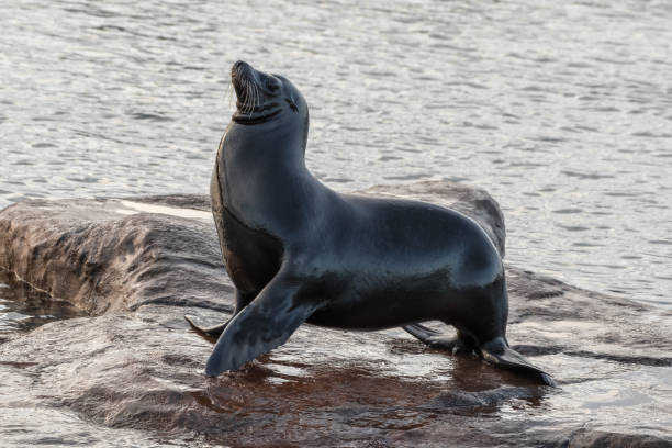 istock Californian Seal animal 1391835796