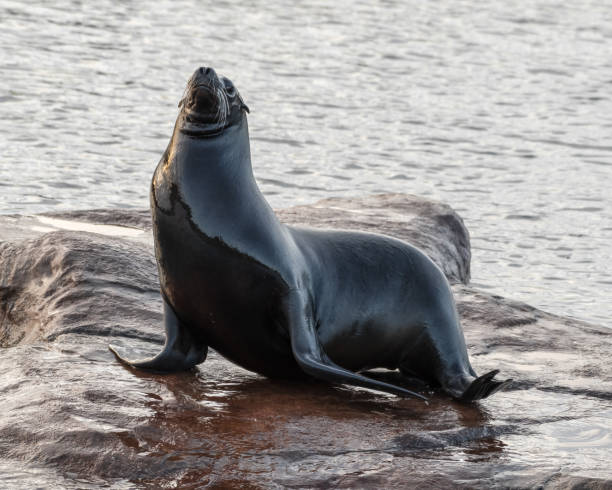 istock Californian Seal animal 1391835807