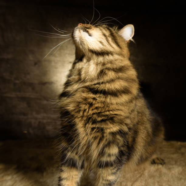 istock Tabby cat studio portrait XIII 1391835980