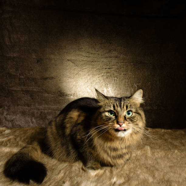 istock Tabby cat studio portrait XXIII 1391835983