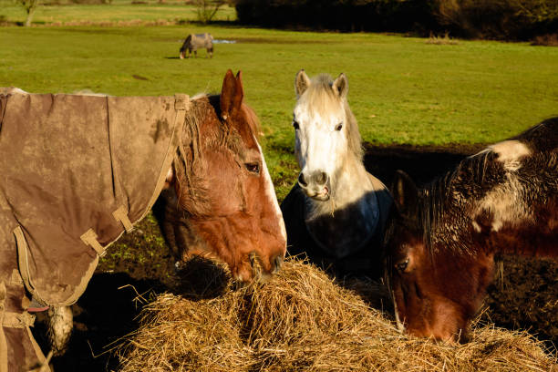 Horses eating hay- Blickling, January 2017