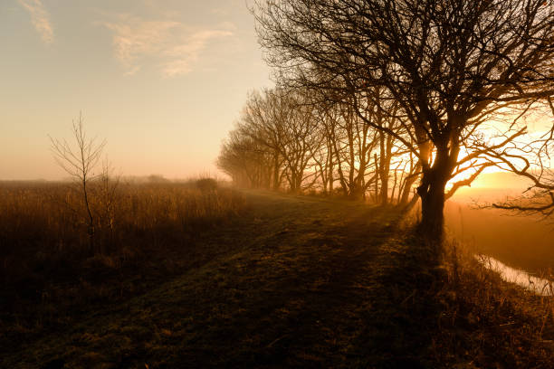 istock Hickling sunrise. Sunrise through trees and reeds III 1391836085