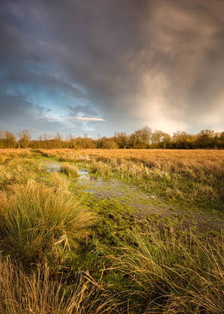 istock Gathering. Thorpe marshes in stormy light IV 1391836713