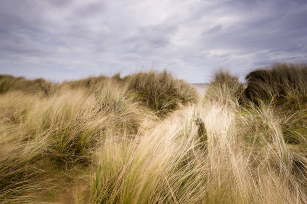 istock Latent. Coastal dune grasses 1391836768