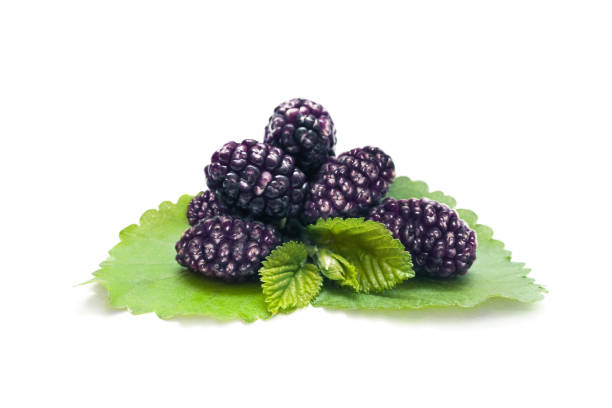 moras negras frescas sobre fondo blanco - blackberry fruit mulberry isolated fotografías e imágenes de stock
