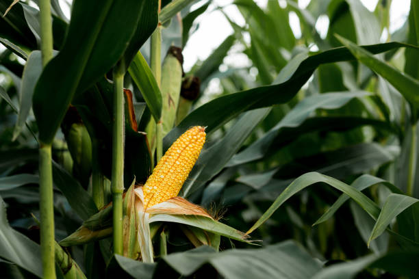 istock Closeup of corn on the stalk in the corn field 1391837773