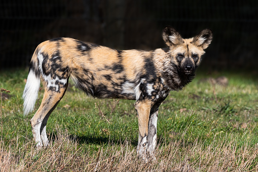 African Painted Dog Standing