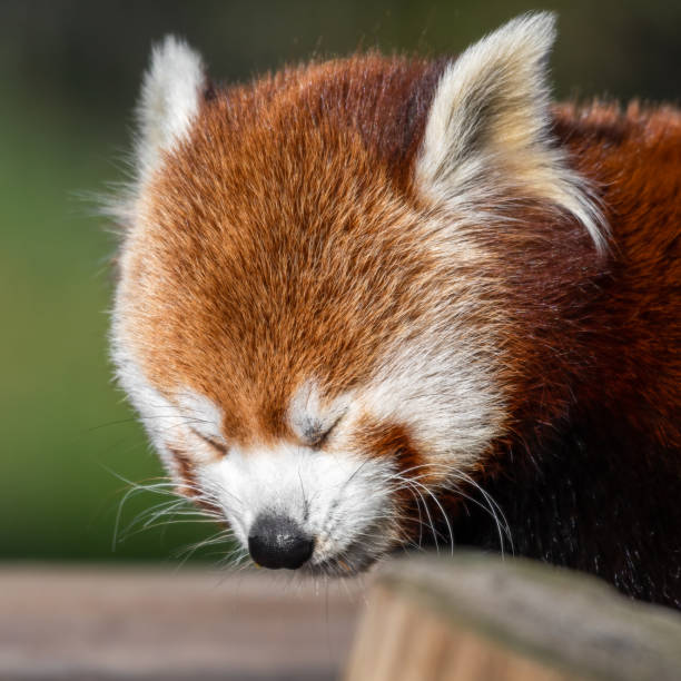 Red Panda Endangered Species Animal Eye Animal Head Stock Photos, Pictures  & Royalty-Free Images - iStock