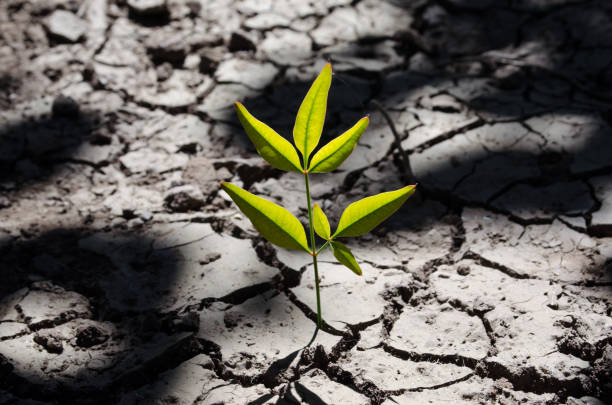 istock Little plant growing on dried cracked ground. 1391841329