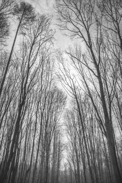 istock Silhouettes of trees against the sky. 1391842219