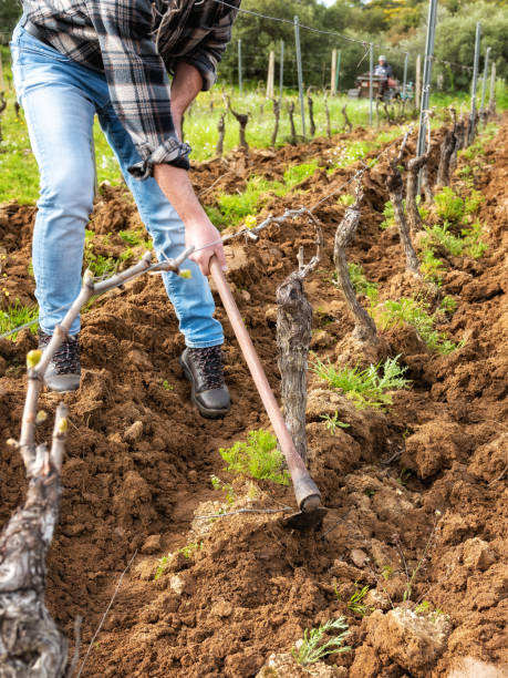 istock Farmer hoeing in the vineyard. Agriculture. 1391842225