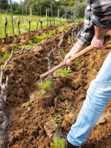 istock Farmer hoeing in the vineyard. Agriculture. 1391842231