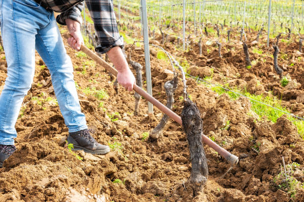 istock Farmer hoeing in the vineyard. Agriculture. 1391842243