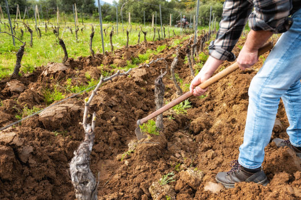 istock Farmer hoeing in the vineyard. Agriculture. 1391842247