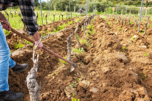istock Farmer hoeing in the vineyard. Agriculture. 1391842253