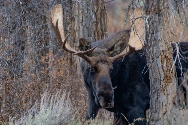 istock Large Bull Moose looking at camera standing partly behind a tree 1391843027