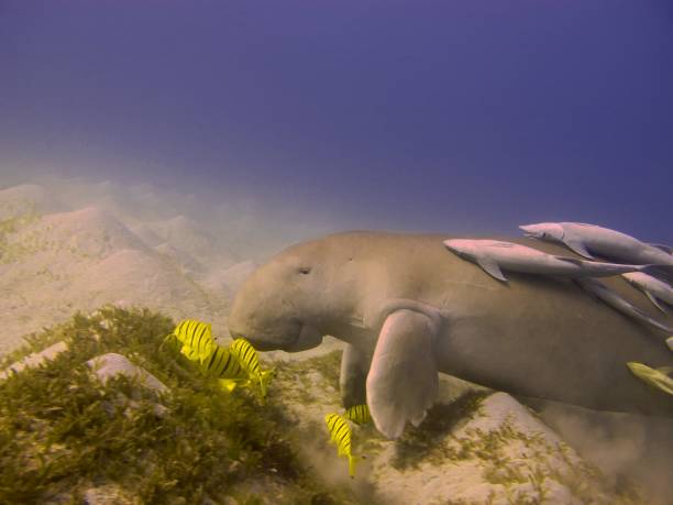 istock Scuba diving with a sea cow 1391843156