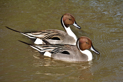 Northern pintail (Anas acuta) in a pond