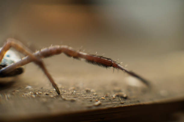 Close up macro shot of spider. Soft focus. Selective focus