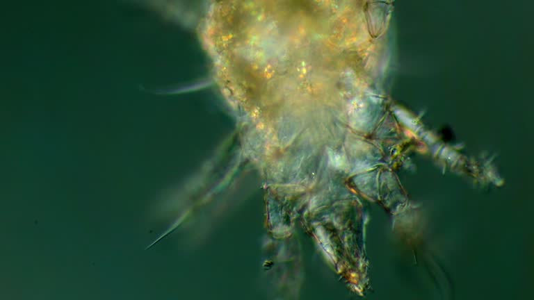 Light Microscope Mite 2,500+ Mite Stock Videos and Royalty-Free Footage - iStock