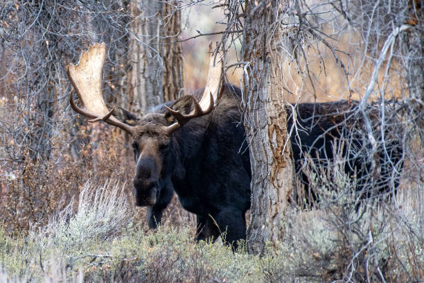 istock Large Bull Moose looking at camera standing partly behind a tree 1391850445