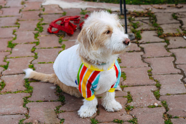 istock red leash dog on the walkway 1391850496