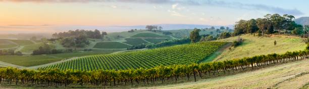 Hunter Valley Vineyards Panorama Sunrise panoramic view of rows of grapevines in a vineyard, fields of grass, distant trees and a pastel coloured sky. Pokolbin, Hunter Valley, NSW in Summer. vineyard stock pictures, royalty-free photos & images