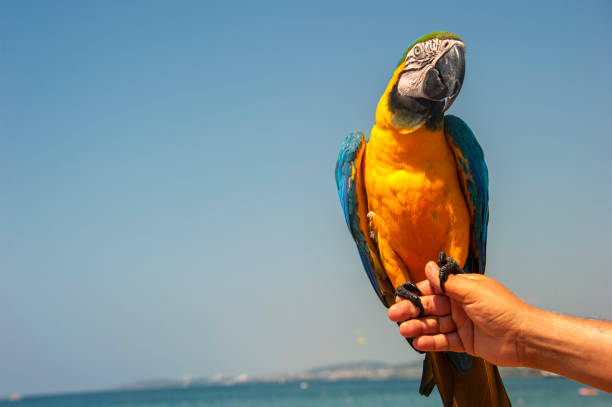 istock Parrot modeling for photographer looks sideways. 1391855546