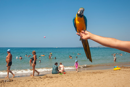 Antalya, Turkey - August 30, 2018 : A parrot held by a photographer to earn money on the beach