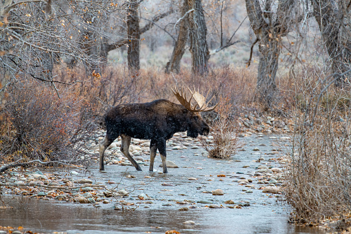 Cold Bull moose walking across stream (creek) with snow just starting to fall near Grand Teton National Park and Jackson Hole, Wyoming in western United States of America (USA).