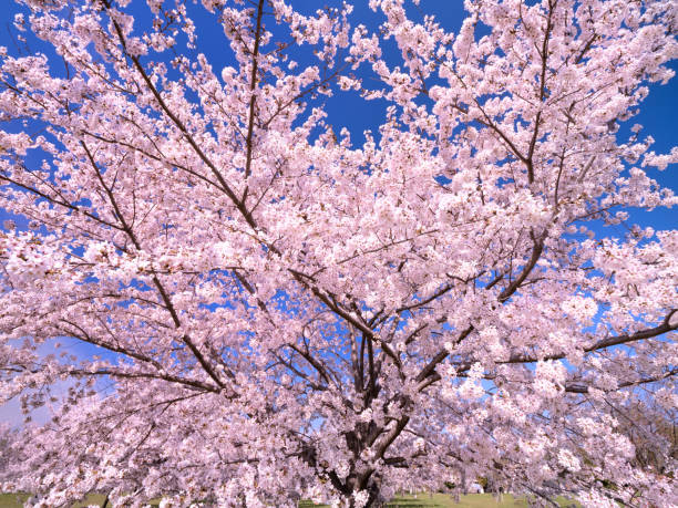 istock A row of cherry blossom trees in the park 1391859751