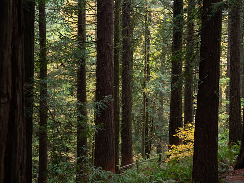 Redwoods trees and ferns in Hoyt Arboretum in Portland, Oregon.