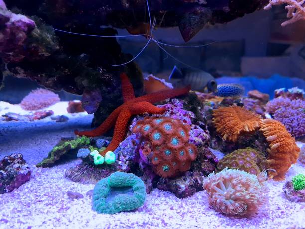 istock Beautiful reef aquarium scene with red seastar 1391862446
